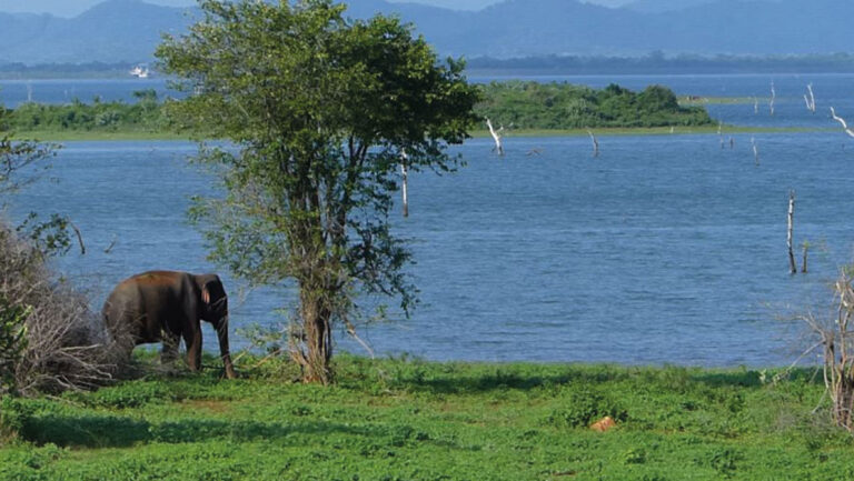Udawalawe Nationalpark