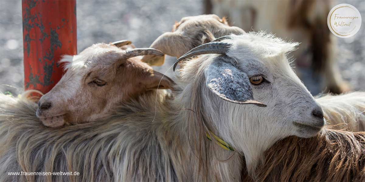7_FrauenreiseMärchenlandOman_Nizwa-Ziegenmarkt_Canva_Katiekk2_GettyImages